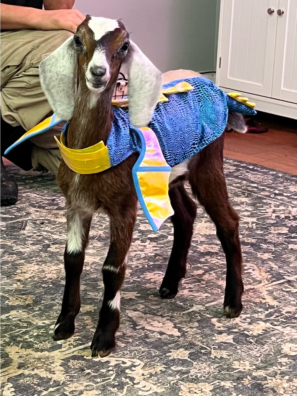 Small Dog-Blue and Yellow Dragon Costume